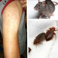 سمپاشی ساس سوسک سم پاشی گال زنبوردرتمام نقاط