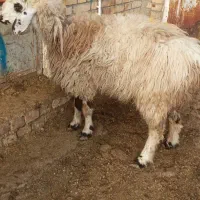 یکراسمیشاولشکمکشتاری|حیوانات مزرعه|بجنورد, |دیوار