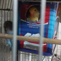 یک جفت کوتوله|پرنده|مشهد, مشکینی (شهرک غرب)|دیوار