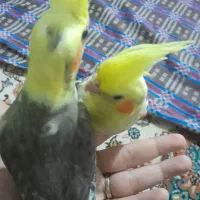 سه عدد عروس هلندی ۱ماهو نیم