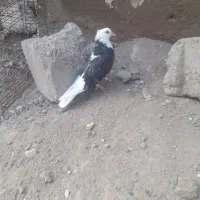 طوقی اوچان اویناق