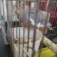 عروس هلندی|پرنده|شیراز, جانبازان|دیوار