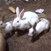 خرگوش|موش و خرگوش|تربت جام, باغ سنگان سفلی|دیوار