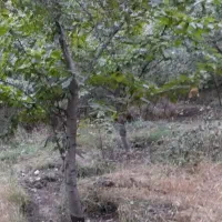 زمین به مساحت ۴۲۰ متر در جاده اصلی جاده چالوس|فروش زمین و ملک کلنگی|آسارا, |دیوار