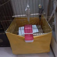 عروس نر و ماده دستی|پرنده|قم, عمار یاسر|دیوار