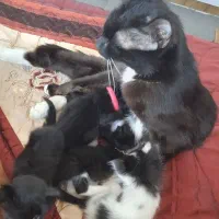 گربه خانگی واگذاری