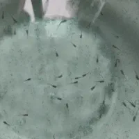 بچه ماهی فقط و فقط دانه