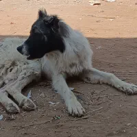 توله سگ