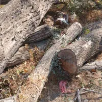 فروش تخته انواع چوب ،کیلویی و فله ای|مصالح و تجهیزات ساختمان|دماوند, گیلاوند|دیوار