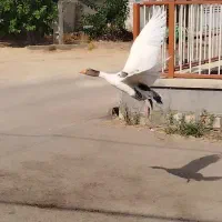 فروش قاز