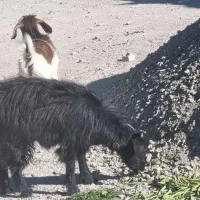 بزغاله و بز|حیوانات مزرعه|شهریار, فرارت|دیوار