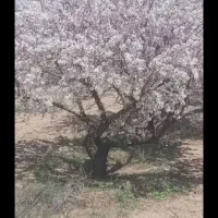 1100مترباغ-سندتک-برگ-آب-برق-درب-ریموت-نگهبان-دائم