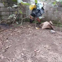 فروش سه عدد مرغ تخم گذار