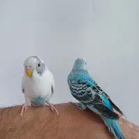 مرغ عشق|پرنده|بروجرد, |دیوار