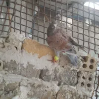 کفتر آلمانی رنگه،سار لکه دار،طوقی کاکلی،کرواتی،خال