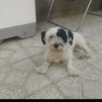 یک‌سگ‌پاکوتاه‌