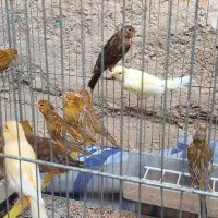 قناری جوجه ۶ ماهه|پرنده|شیراز, شهرک پرواز|دیوار