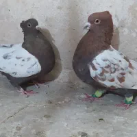 کبوتر ناشی|پرنده|شیروان (خراسان), |دیوار