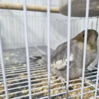 فروش کوتوله و عروس هلندی|پرنده|زابل, |دیوار