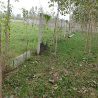 ۲۳۰۰ متر زمین باغی قاضیان سنگر رشت|فروش زمین و ملک کلنگی|سنگر, |دیوار