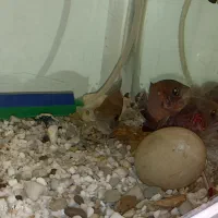 اکواریوم شیشه خم به همراه ماهی و متعلقات|ماهی|تهران, کوثر|دیوار