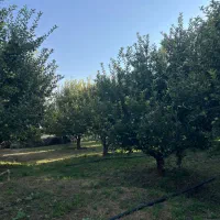 باغ سیب|فروش دفتر صنعتی، کشاورزی، تجاری|هشترود, |دیوار