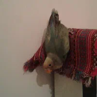 طوطی برزیلی گمشده (مژدگانی داره)|پرنده|آستانه اشرفیه, |دیوار