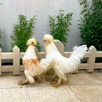 خروس تزئینی سلطان