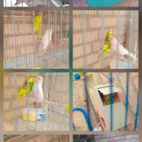 ۴تاجفت مرغ عشق ماده چشم شرابی وجفت با تخم و جوجه