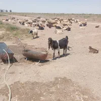 بز پاکستانی اصل