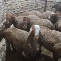 ۵ عدد گوسفند