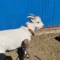 بز سانن و دوعدد بزغاله سانن