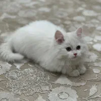 گربه بریتیش لانگ هیر|گربه|نظرآباد, رسالت|دیوار