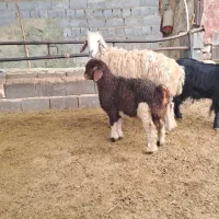 میش بره دار