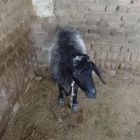 یک گوسفند بوری اصل سیاه سفید|حیوانات مزرعه|زاهدان, |دیوار