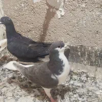 کفتر مغلف