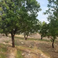 زمین کشاورزی