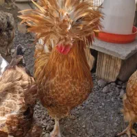 تخم نطفه دار سلطان