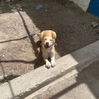 شاه توله پیتبول