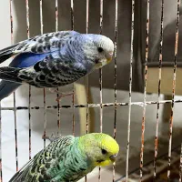 مرغ عشق سالم و سرحال