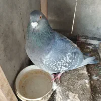 کبوتر پلاکی نر