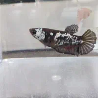 فایتر پلاکت ماده|ماهی|تهران, افسریه شمالی|دیوار