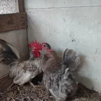 جاپنیز و کوشین