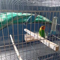 فقط دومیلیون وپانصد تومن|پرنده|یاسوج, |دیوار