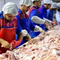 به چندکارگر ساده و وارد مرغ نیازمندیم