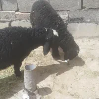 بره نژاد دار