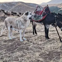 ماده پژدر جهت واگذاری|سگ|آذرشهر, |دیوار