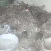 جوجه لاری اصل