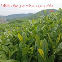 چای ممتاز بهاره 1404