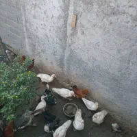 اردک و غاز|حیوانات مزرعه|رانکوه, |دیوار